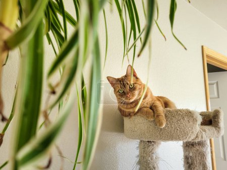 Photo for Red tabby cat intently watching a hanging spider plant, contemplating how to eat it. - Royalty Free Image
