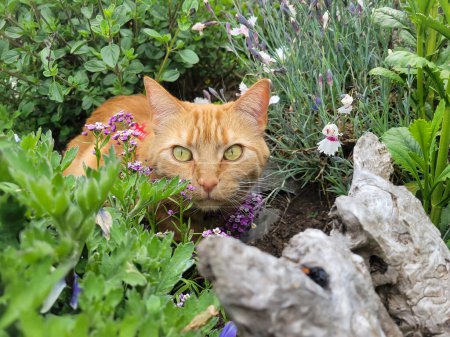 Photo for Red tabby cat peering out from amid flowers and shrubs in a garden. - Royalty Free Image