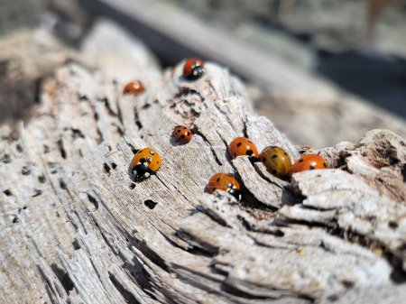 Photo for A swarm of ladybugs on a driftwood at the beach. - Royalty Free Image