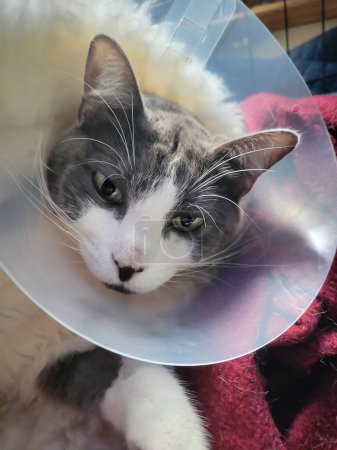 Photo for Cat recovering from surgery, wearing a cone and a bit loopy. - Royalty Free Image