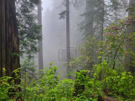 Photo for Blooming rhododendrons in a coast redwood forest on a misty, foggy day. - Royalty Free Image