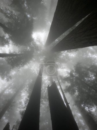 Photo for Black and white silhouette of a redwood tree canopy on a foggy day. - Royalty Free Image