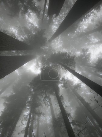 Photo for Black and white silhouettes of a redwood tree canopy on a misty day. - Royalty Free Image