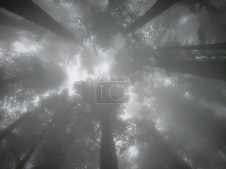Photo for Silhouettes of a redwood canopy on a foggy day, upward perspective. - Royalty Free Image