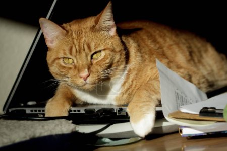 Photo for Orange tabby cat lounging on the keyboard of a laptop computer, getting in the way. - Royalty Free Image