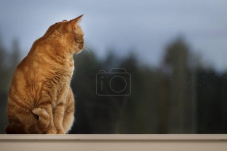 Photo for Orange tabby cat perched on a shelf, staring out the window, with copyspace. - Royalty Free Image