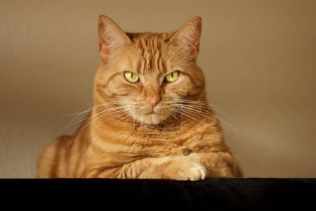 Photo for Orange tabby cat with her legs crossed on a black cushion, watching with a disdanful expression. - Royalty Free Image