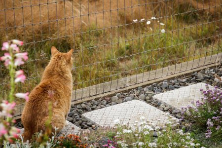 Photo for Ginger tabby cat on a stepping stone gazing through a fence at the meadow beyond. - Royalty Free Image
