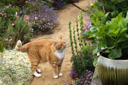 Photo for Ginger tabby cat smelling the air on a garden path blooming with flowers. - Royalty Free Image