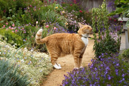 Photo for Ginger tabby cat smelling flowers in a garden full of flowers in full bloom. - Royalty Free Image