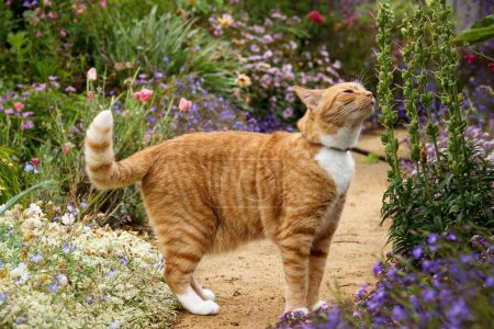 Photo for Ginger tabby cat pausing on a garden path surrounded by flowers to smell a snapdragon fruit. - Royalty Free Image