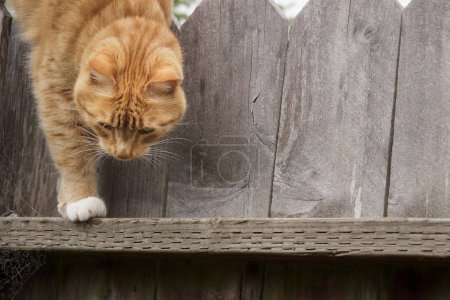 Photo for Orange tabby cat climbing down from a fence with copy space - Royalty Free Image