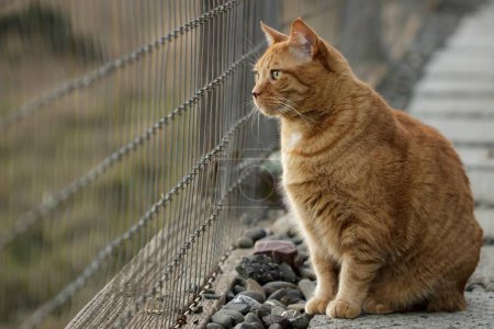 Photo for Ginger tabby cat watching activity in a meadow through a fence in the late afternoon light. - Royalty Free Image