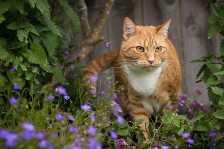 Photo for Red tabbly cat staring intently out from a patch of catnip plants and purple flowers - Royalty Free Image