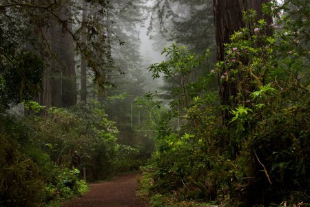 Photo for Tranquil path through a foggy coast redwood (Sequoia sempervirens) forest with flowering rhododendrons (Rhododendron macrophyllum) in northern California - Royalty Free Image