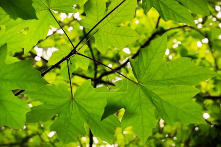 Photo for Backlit bigleaf maple leaves Acer macrophyllum with a natural green background. - Royalty Free Image