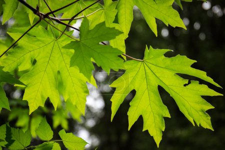 Photo for Branch of backlit green bigleaf maple Acer macrophyllum leaves - Royalty Free Image