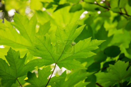Photo for Green bigleaf maple Acer macrophyllum leaves on a natural backgrond. - Royalty Free Image