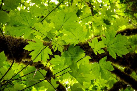 Photo for Sprig of bigleaf maple Acer macrophyllum leaves against a mossy branch in the forest. - Royalty Free Image