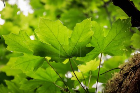 Photo for Backlit bigleaf maple leaves Acer macrophyllum leaves against a natural green background. - Royalty Free Image