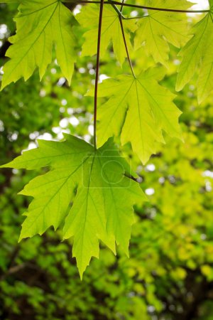Photo for Bigleaf maple Acer macrophyllum leaves on a green background. - Royalty Free Image