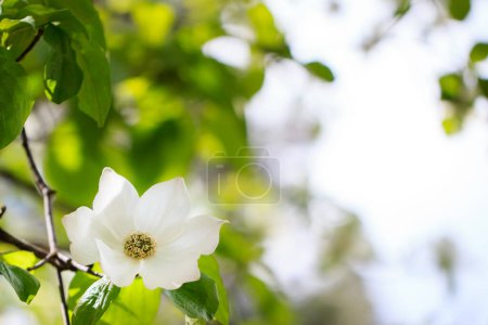 Photo for Dogwood foilage and flower bordering a blurred copyspace - Royalty Free Image