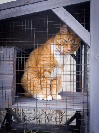 Photo for Orange tabby cat sitting in a catio, watching outdoor activities from within an enclosure - Royalty Free Image