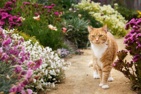 Photo for Red tabby cat walking down a decomposed granite pathway surrounded by blooming flowers - Royalty Free Image