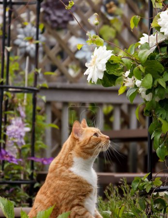Photo for Red tabby cat standing up to stare at the white flower of a clematis vine. - Royalty Free Image