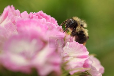 Photo for Closeup of a bumble bee collecting pollen from a pink flower in the garden - Royalty Free Image