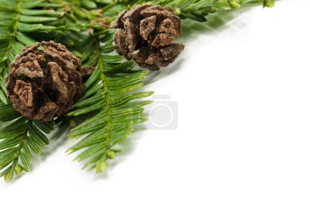 Photo for Coast redwood Sequoia sempervirens needles and cones on a white background - Royalty Free Image