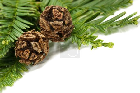 Photo for Foliage and cones of a coastal redwood Sequoia sempervirens tree against a white backdrop - Royalty Free Image