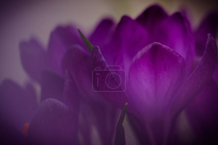 Photo for Early season crocus flowers in the spring, closeup - Royalty Free Image