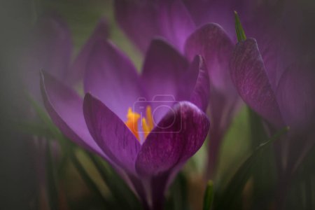 Photo for Closeup of springtime purple crocus flowers in the garden. - Royalty Free Image