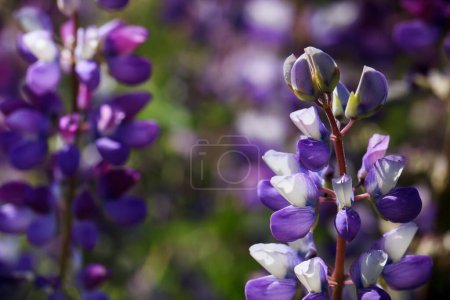 Photo for Closeup of purple lupine wildflowers in a meadow - Royalty Free Image