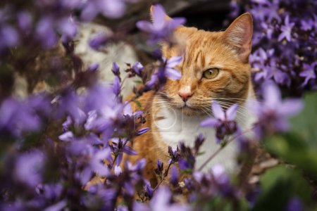 Photo for Alert red tabby cat sitting in a bed of purple campanula flowers - Royalty Free Image