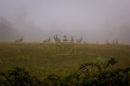 Photo for Silhouettes of a herd of alert wild Roosevelt elk (Cervus canadensis roosevelti) on a hillside on a foggy day. - Royalty Free Image