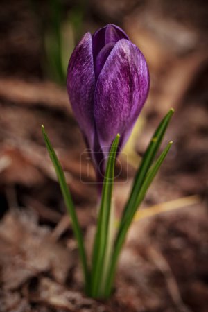 Photo for Closeup of a purple crocus flower in the spring, that is getting ready to spread its petals. - Royalty Free Image