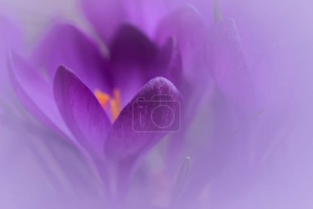 Photo for Spring-blooming purple crocus flowers in the garden, soft focus - Royalty Free Image