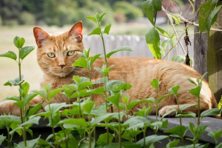 Photo for Orange cat laying attentively on deck railing behind green bushes - Royalty Free Image