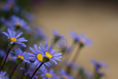 Photo for Closeup of purple daisy (Felicia aethiopica) flowers with copyspace - Royalty Free Image