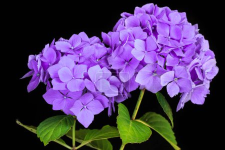 Photo for Purple hydrangea flowers isolated against black background - Royalty Free Image