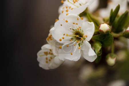 Photo for Plum fruit tree flowers and flower buds in the spring against a black background - Royalty Free Image