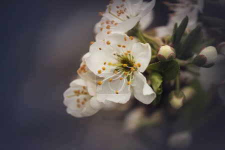 Photo for White springtime plum flowers and flower buds against a blurred background - Royalty Free Image
