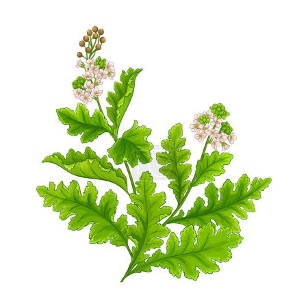 Illustration for Crambe plant isolated colored detailed illustration - Royalty Free Image
