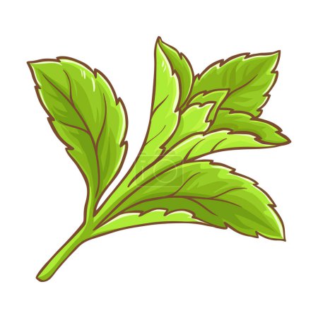 Stevia-Zweigpflanze mit farbigen Blättern Detaillierte Illustration. Natürliche Süßstoffe für das Gesundheitswesen. Biologische Ernährung gesunde vegetarische Ernährung Produkt. Vektor isoliert für Design oder Dekoration.