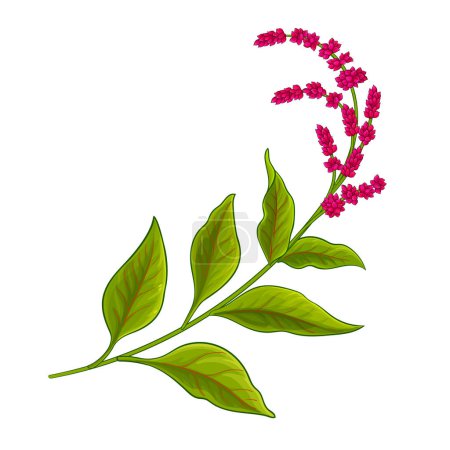 Illustration for Amaranth Plant with Flowers and Leaves Colored Detailed Illustration. Vector isolated for design or decoration. - Royalty Free Image