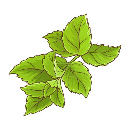 Peppermint Branch Colored Detailed Illustration. Essential oil ingredient for cosmetics, spa, aromatherapy, health care. Organic aromatic herb. Vector isolated for design or decoration.