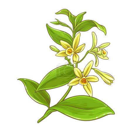 Vanilla Branch with Flowers Colored Illustration. Essential oil ingredient for cosmetics, aromatherapy, health care, alternative medicine, aromatic spice. Vector isolated for design or decoration.