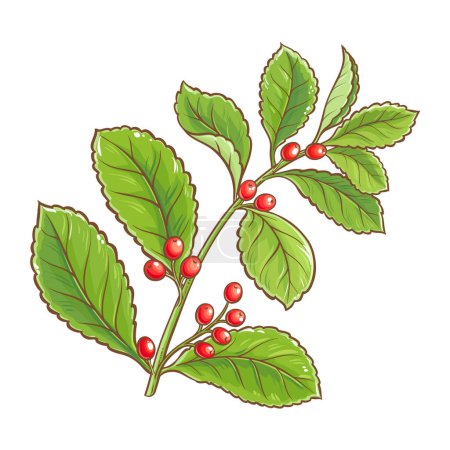 Yerba Mate Branch with Berries and Leaves Colored Detailed Illustration. Vector isolated for design or decoration.